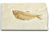 Detailed Fossil Fish (Diplomystus) - Wyoming #340127-1